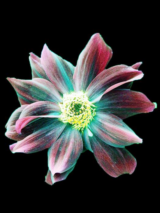 Flower Multicolor