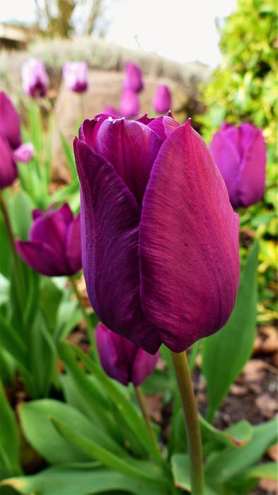 Nature Plant Flower