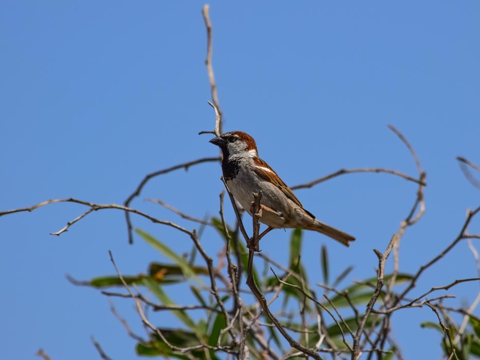 Nature Bird Wildlife