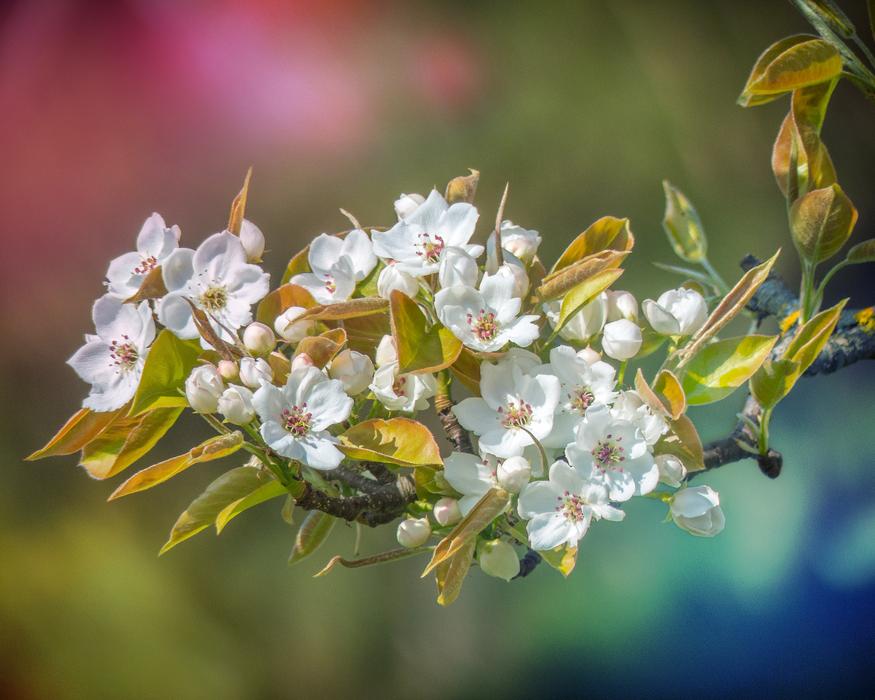 Flower Plant Nature