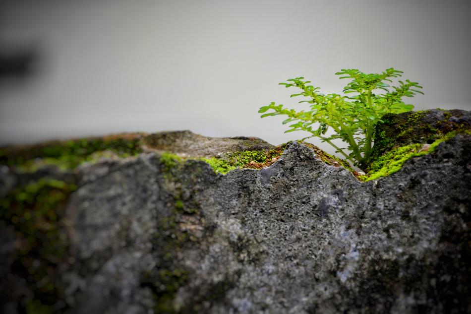 Nature Rock Outdoor