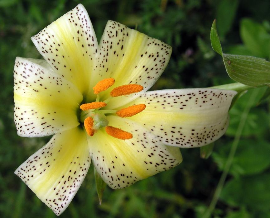 Yellow flora blooming in summer