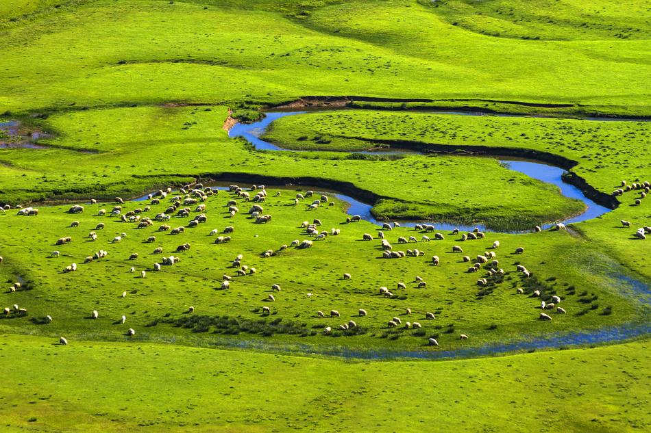 No One Nature Grass