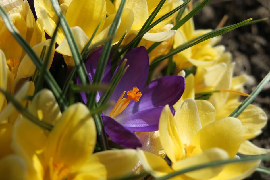 Crocus Flower Purple