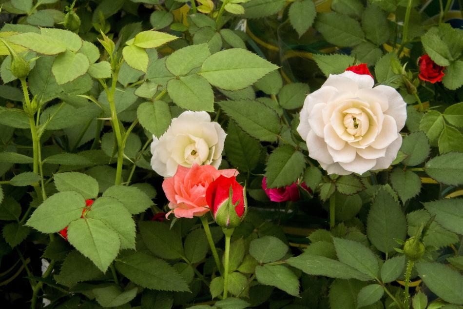Roses Small Flower