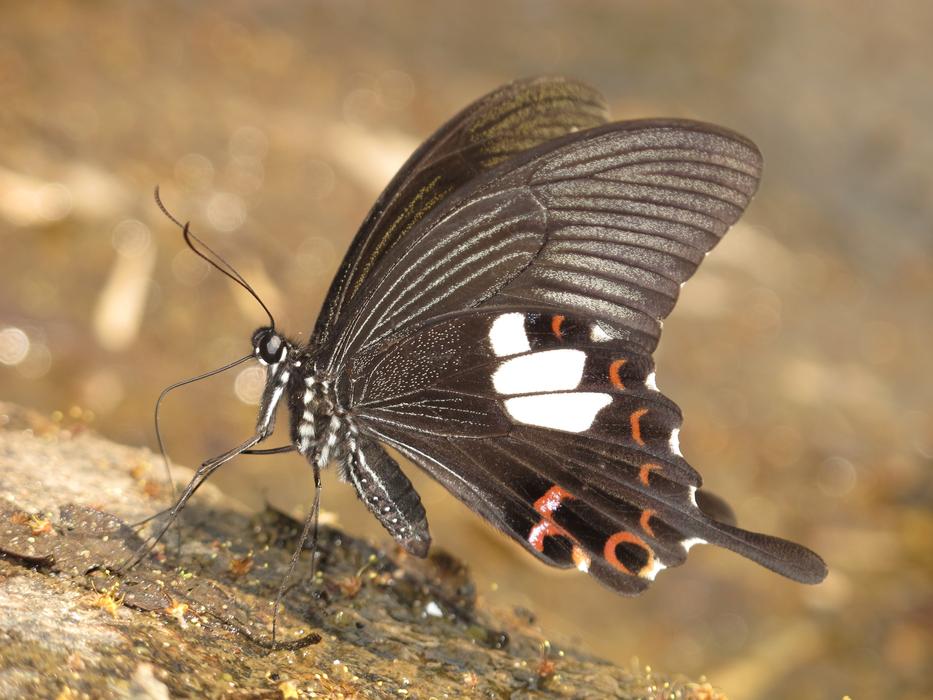Butterfly Nature Thailand