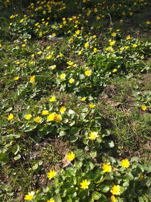 Flower Plant Nature