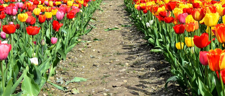 Tulips Flowers Colorful Spring