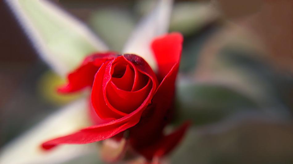 Flower Rose Nature