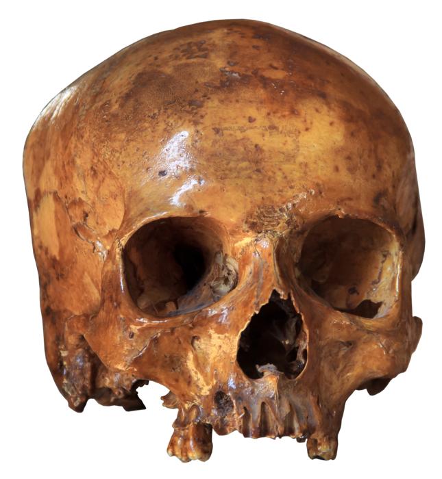 skull on white