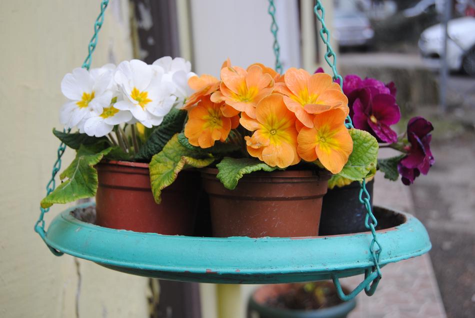 Flower White Yellow