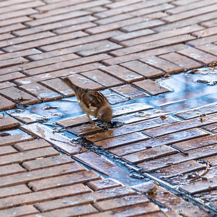 little bird drinking water