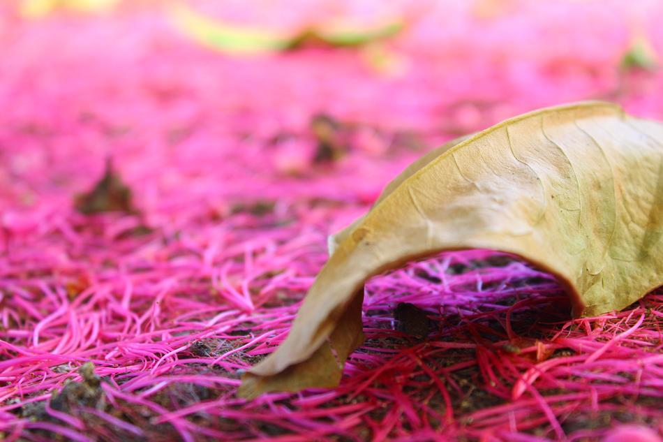 Pink Nature