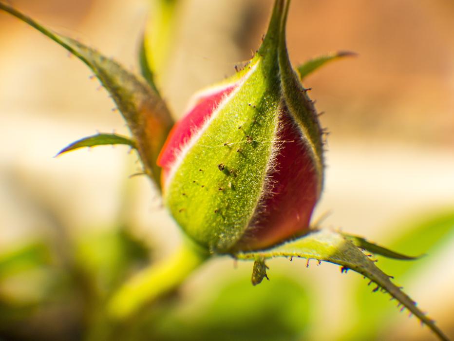 Rosebud Flower