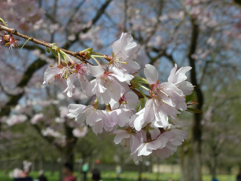 Flower Tree Plant Cherry