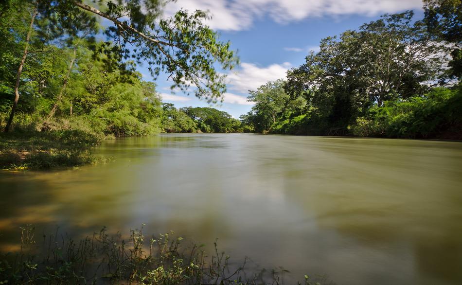 Nature Water Tree