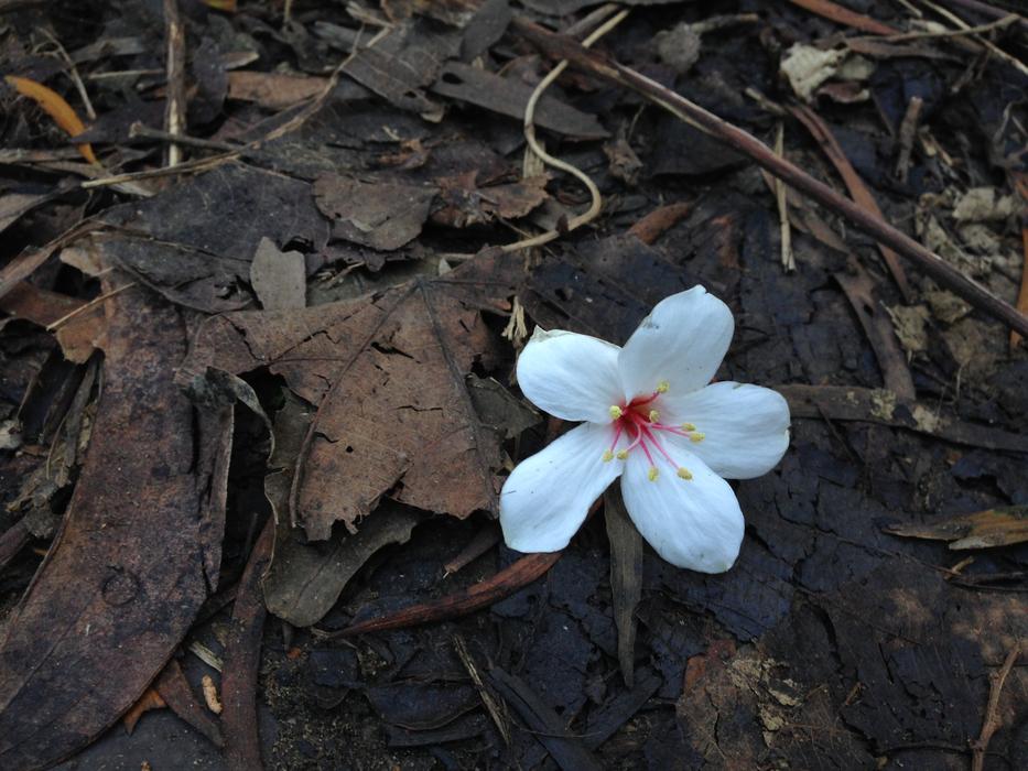 Tung Flowers lonely