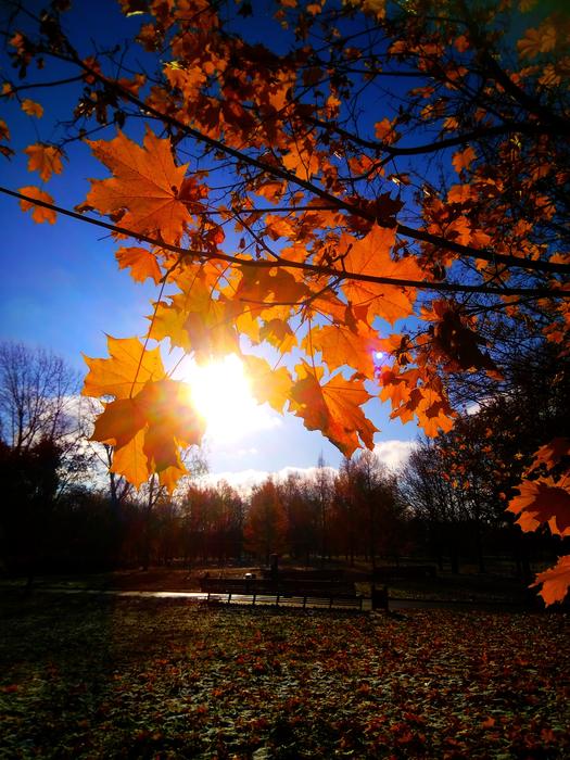 Autumn Maple Nature Golden