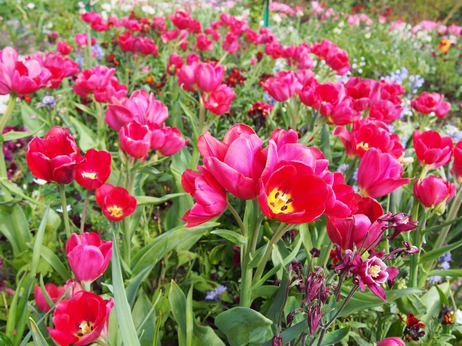 Nature Plant Flower
