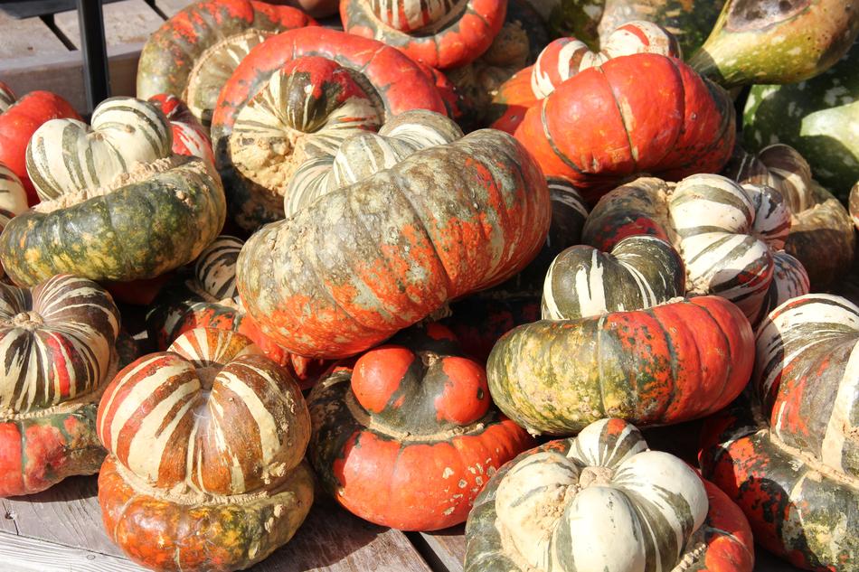 large harvest of ripe pumpkins