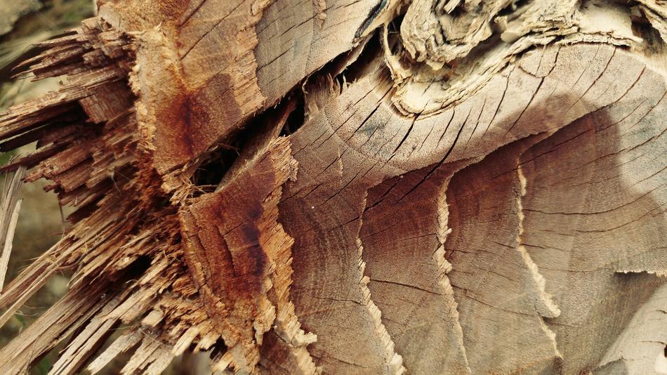 Chopped Cracked Log
