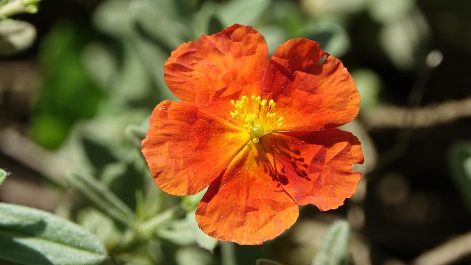 Flower Nature Plant