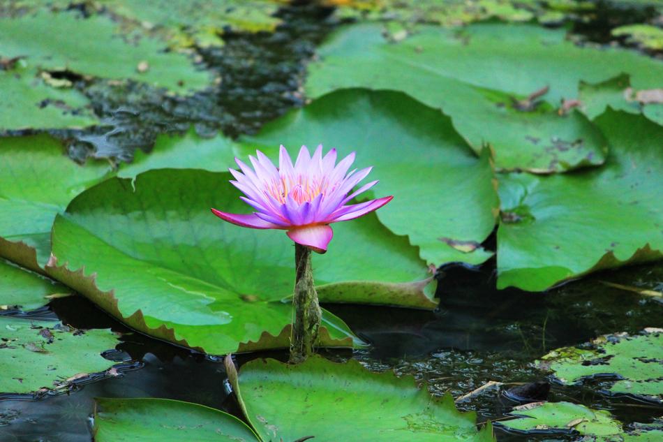 Pool Lotus Leaf