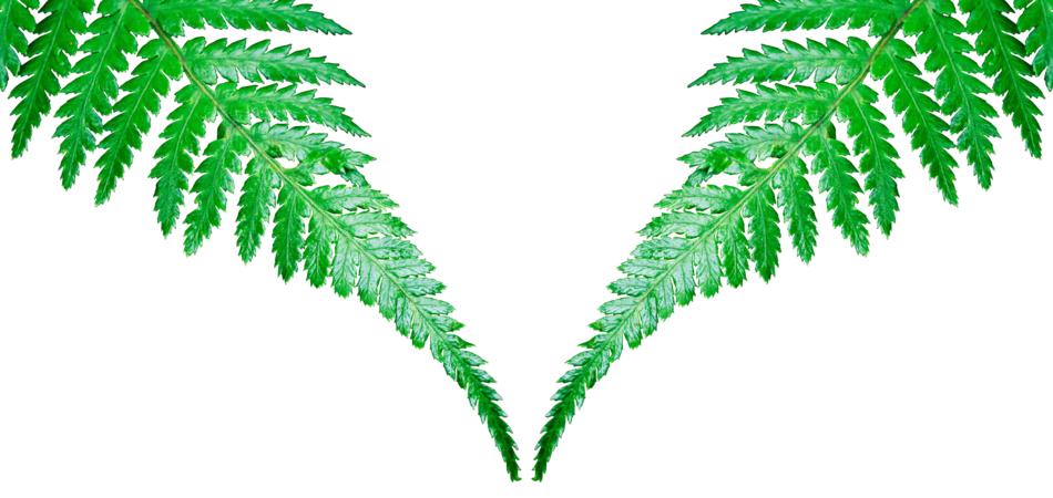 Leaf Plant Nature