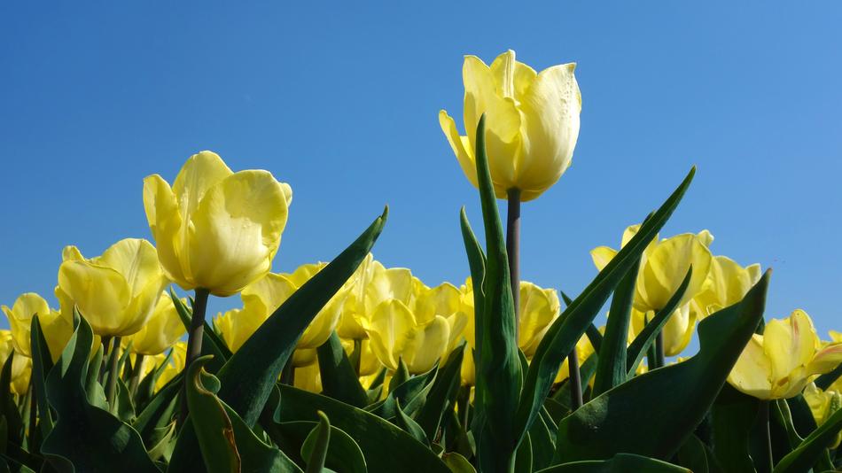 Tulips Bulbs Tulip