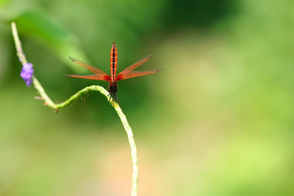 Nature Leaf Summer