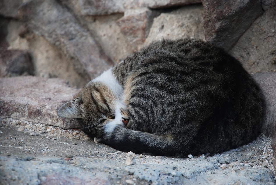Cat Cute Sleeping