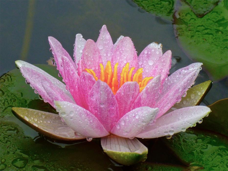 Pond Lotus Flower