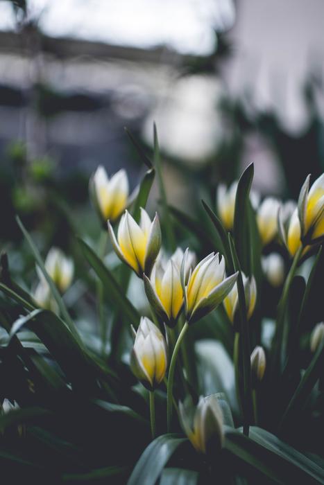 Nature Plant Flower