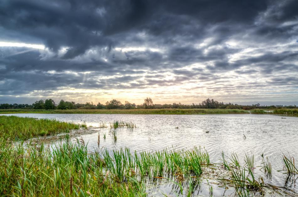 Swamp Morning Water