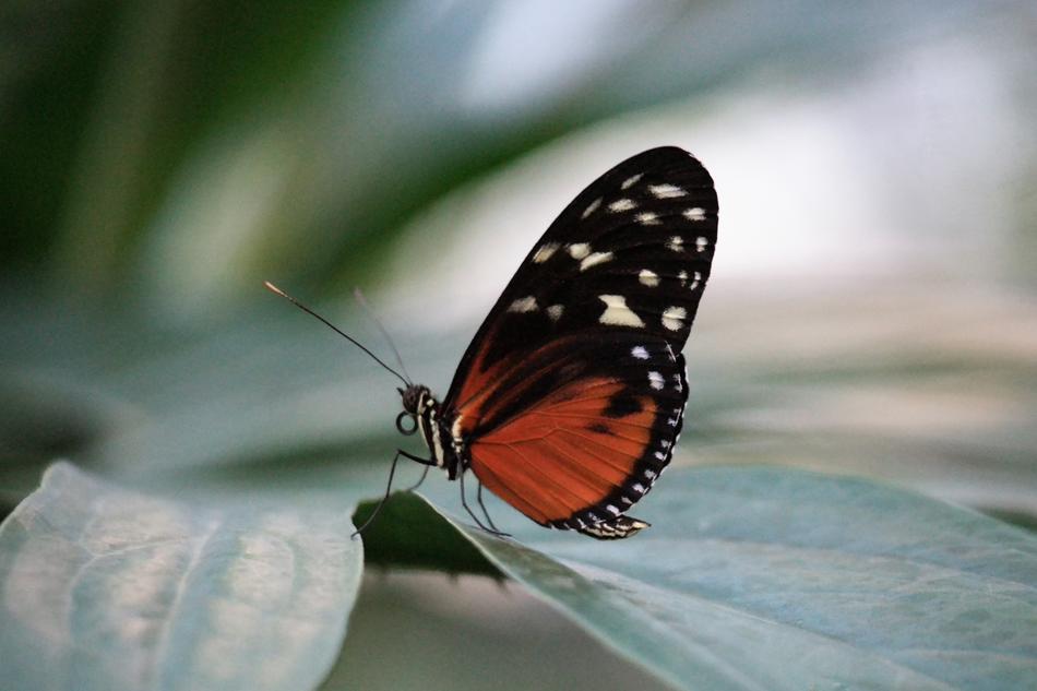 Butterfly Insect Nature