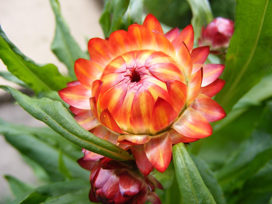 Flower Summer Blossom