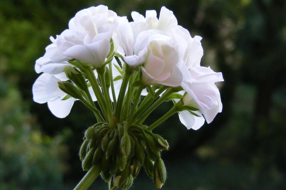 Flower White