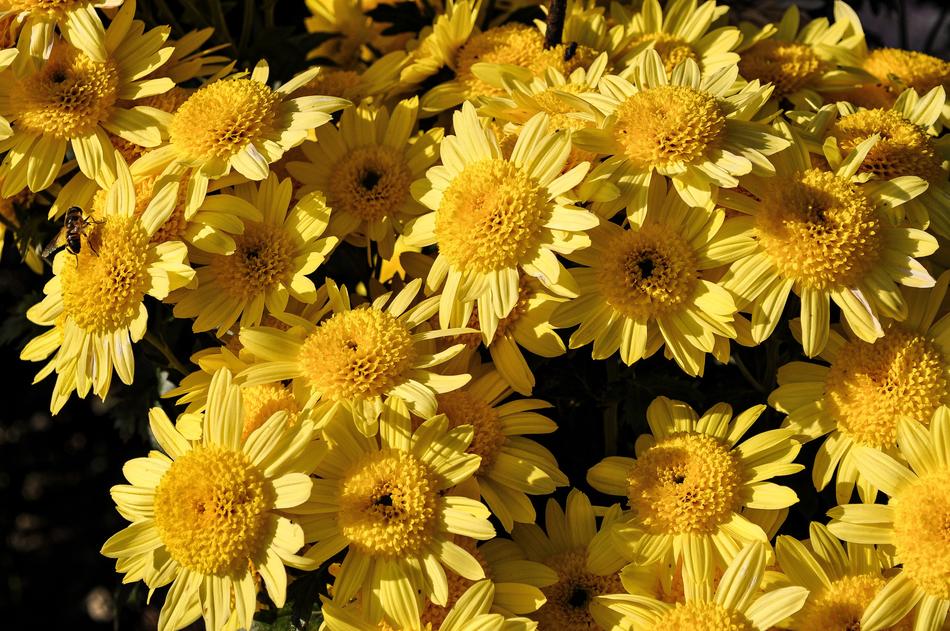 Nature Flower Plant