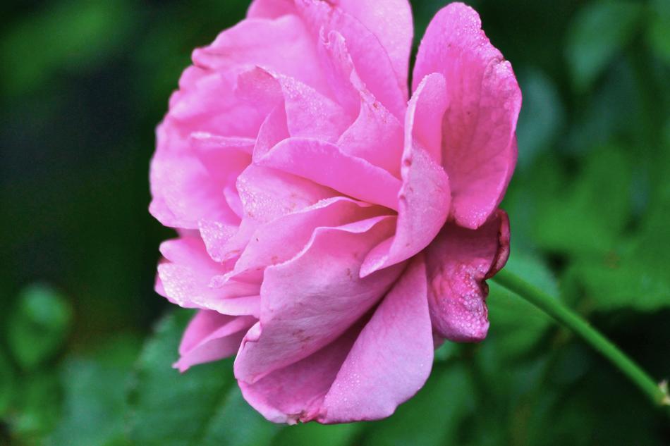 Rose Flower Nature