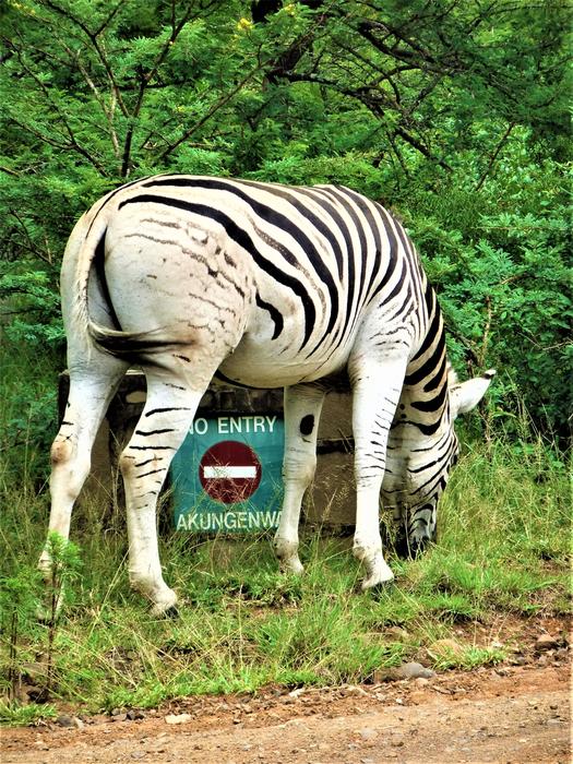 Nature Animal World