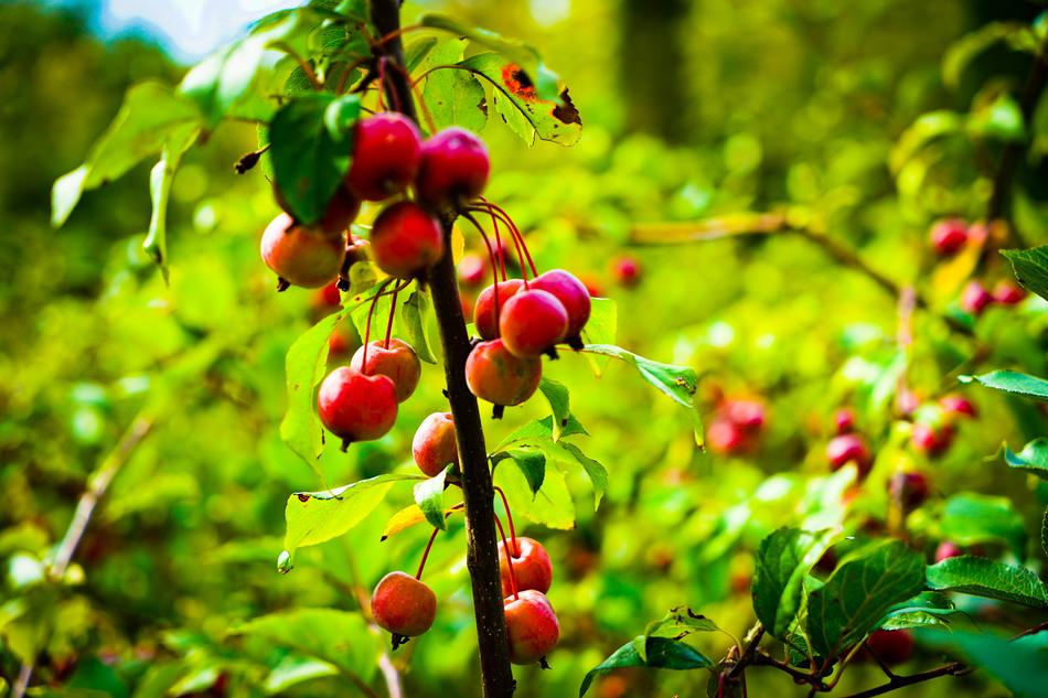 Plant Fruit Red Plants