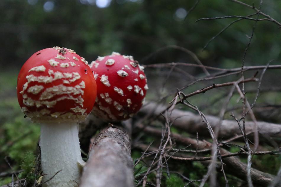 Nature Mushroom Fungus
