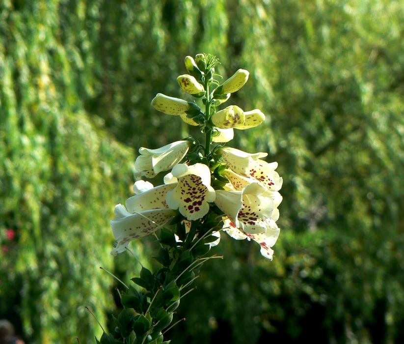 Thimble Plant Flower