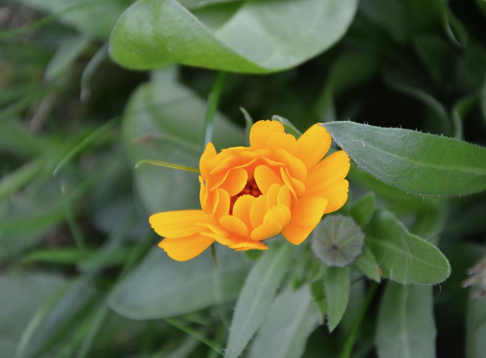 Flower Petals Orange Color Green
