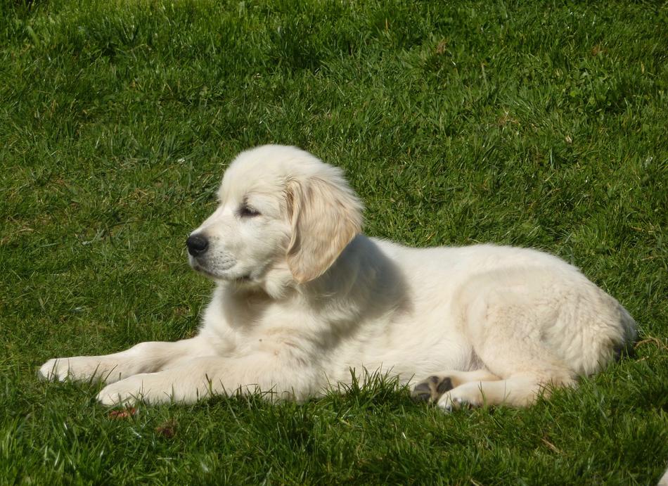 white fluffy dog in the grass