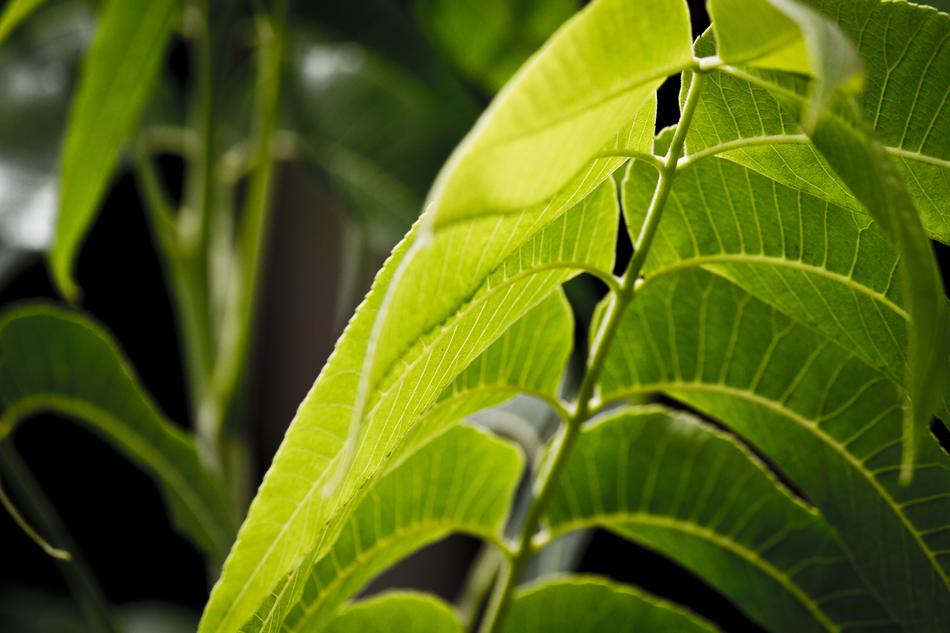 Leaves Tree Trees