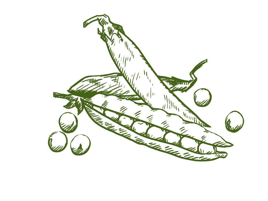 green pea pattern