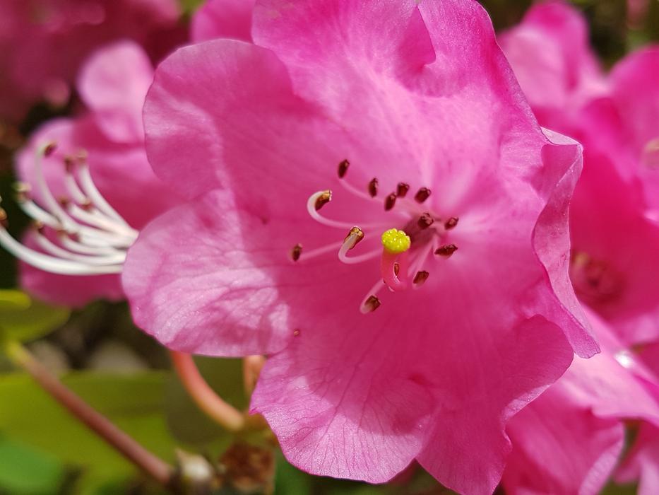 Flower Nature Plant macro blur