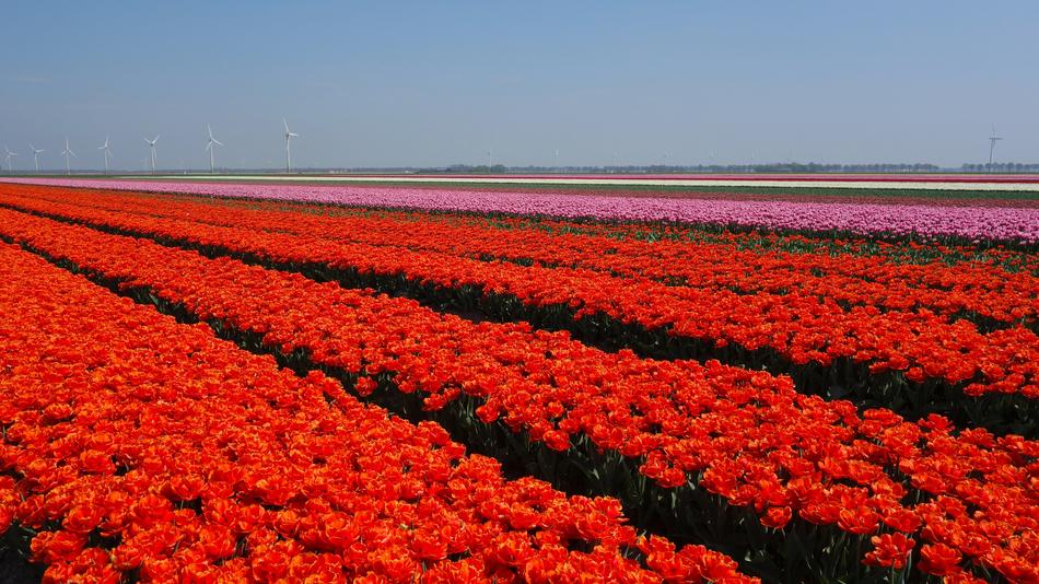 Tulips Bulbs view