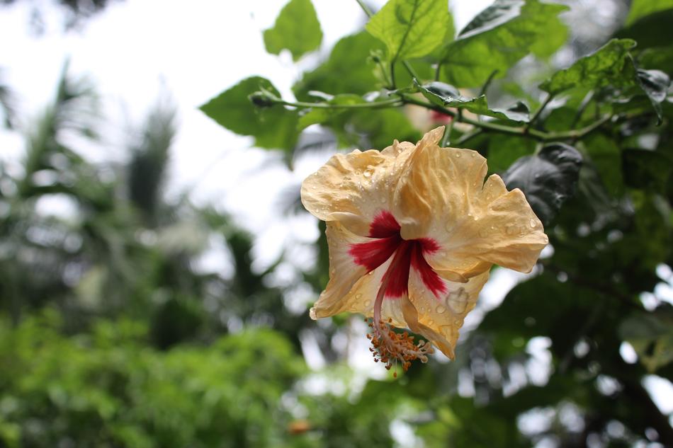 Flora Flower Nature
